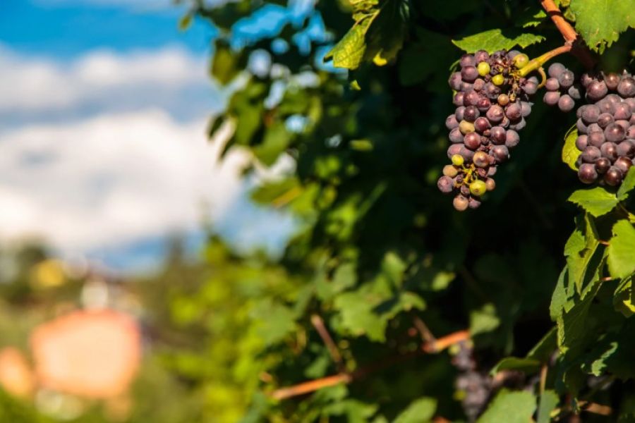 Tour enogastronomico di Capodanno in Friuli