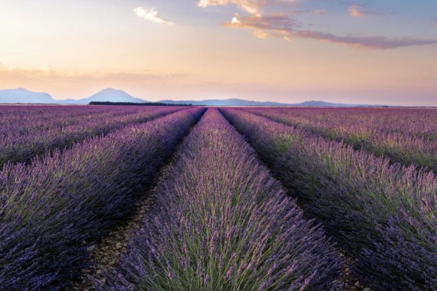 Piccoli Borghi Provenzali e Festival Lavanda Valensole